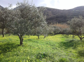 Lefkogia Farm
