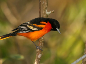 Yatama Ecolodge Sarapiqui