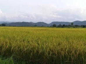 Baan Saun Homestay by Lamyai Khunmae