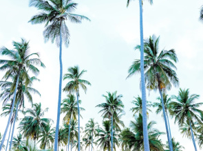 Kanga Beach Paradise