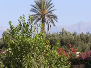 Dar Alawan