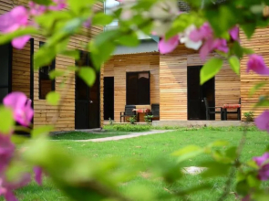 The Art - Golden Jungle House