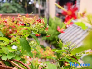 Youth Inn