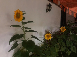 Hostel las Palmas