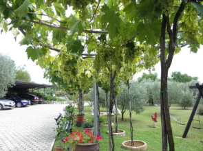 Apartments Mirjana