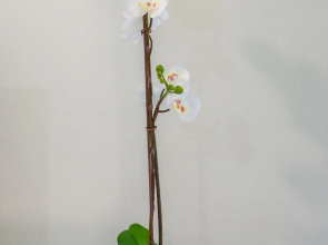 The Boutique Collection - Tranquility - Private Apartments