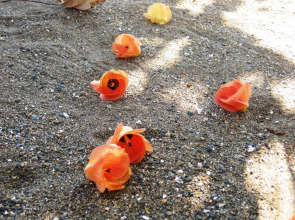 Dancalan Beach Resort