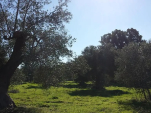 Masseria dell'800