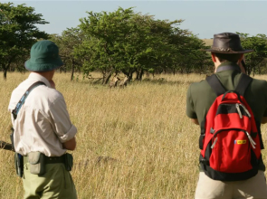 Big Cat Safari , 4 days / 3 nights , Fly-in safari in Kenya