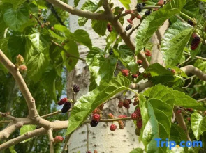 Hi Yili Blue Lane B&B (Yili Old Town Kazanqi Branch)