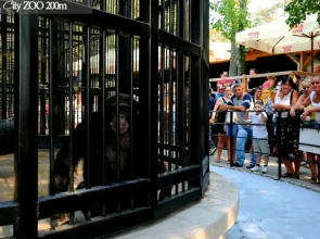 RoyalWings apartman Jagodina