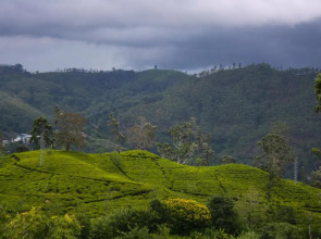 Emerald Mirror Guest Ella