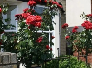 Cranmoor House - B&B