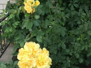 Ангельский Рай