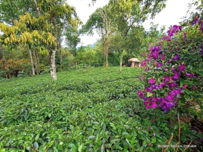 Chalona Jungle Eco Stay