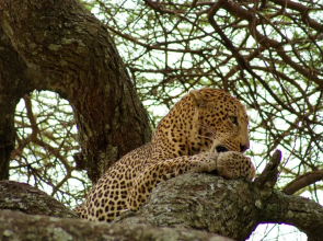 African Sunrise Lodge and Campsite