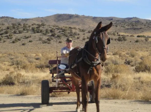 N2 Mules Ranch