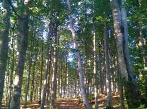 Apartment Benky Pican