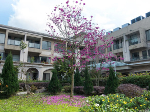 Tai Yi Red Maple Resort
