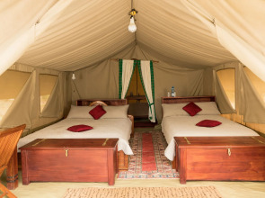 Hammerkop Migration Camp