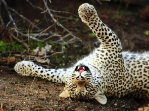Geiger's Camp in Timbavati Game Reserve by NEWMARK