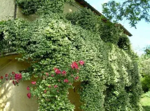 In centro - Mutino