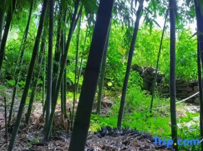 Yunyin Caotang Homestay