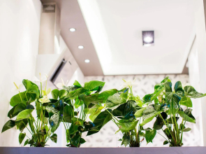 Mojito Apartments - Botanica