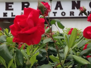 Hotel Cerrano
