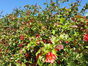 Elmbank Garden Apartment