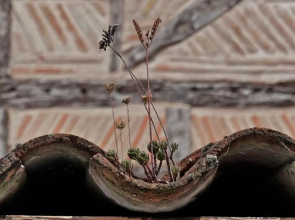 Plume Et Pinceau
