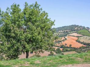 Pietra Bianca