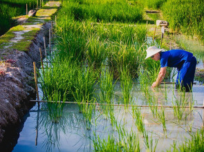 Farmer's Boutique Resort