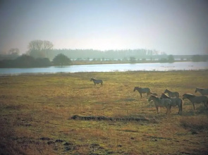 Roosje Van Ooy
