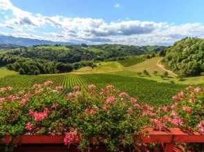 Farm Stay Jarc Vineyard