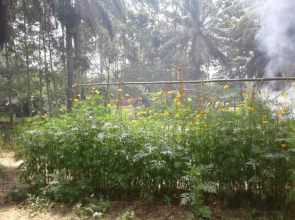 Suan Bang Bon, B&B - INN