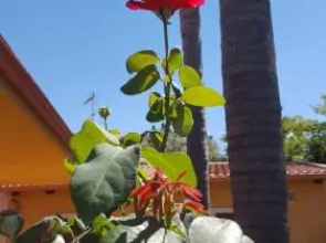 Le Rose