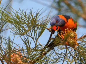 ShortStays Bush Escapes - Howard Springs