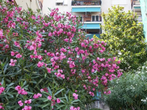 Flat 55M² 1 Bedroom 1 Bathroom - Genoa