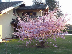 B&B Il Ciliegio