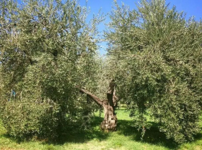 La Collina Degli Ulivi