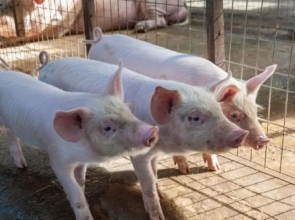 El 44 Reserva Natural de Tiempo Libre