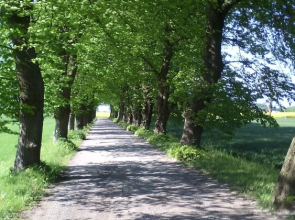 Ruegenfewo-am-Feldrain