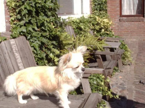 Hotel-Pension-Bedandbreakfast De Twee Hondjes