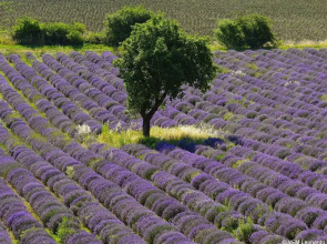 ibis Avignon Centre Pont de l'Europe