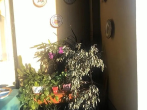 Il Melo