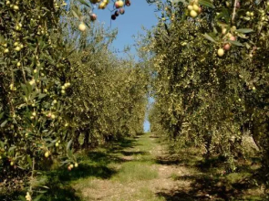 Colonna Country Home