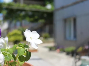 Taso's Guest House