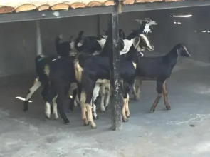 Sneha Farm House