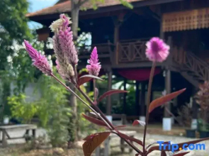 Lanna Localstay